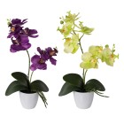Orchidee 2er Set, lila & grün - 105356400000 - 0 - 140px