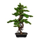 Bonsai Myrte 85cm in Schale - 105771700000 - 0 - 140px