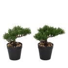 2er Set Bonsai Kiefer und Zeder - 111360200000 - 0 - 140px