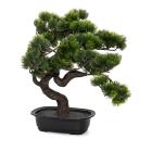 Bonsai Kiefer ca. 40x40cm - 111360700000 - 0 - 140px