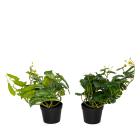 Set Splitphilodendron Hänger und Alocasia Hänger - 111360900000 - 0 - 140px