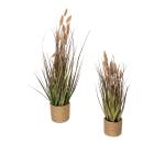 2er Set Lagurusgras rosa 44 und 60 cm - 111361200000 - 0 - 140px