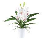 Cymbidie im Topf weiß - 111361600000 - 0 - 140px