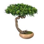 Bonsai Podocarpus Shankan 60x50cm - 111498700000 - 0 - 140px