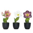 Christrosen 3er Set 19cm - 111572600000 - 0 - 140px