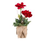 Amaryllisarrangement 70cm rot - 111572800000 - 0 - 140px