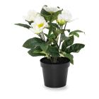 Christrosenbusch 30cm weiß - 111573400000 - 0 - 140px