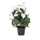Poinsettie im Topf 37cm weiß - 111573900000 - 0 - 140px