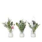 Winterblütenset im Glas Set 3 - 111799000000 - 0 - 140px