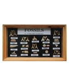 Darimana Fossiliensammlung - 112355000000 - 0 - 140px