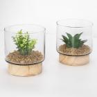 Sukkulente im Glaszylinder - 112625800000 - 0 - 140px