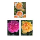 Englische Rosennostalgie 3er Set - 112839400000 - 0 - 140px