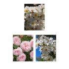 Romantische Rambler Rosenbögen 2er Set - 112839800000 - 0 - 140px