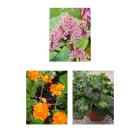 Stauden Frühblüherset 3tlg. - 112840100000 - 0 - 140px