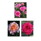 Parfuma-Rosen Set 3tlg. - 112841900000 - 0 - 140px