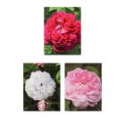Historische Rosen 3er Set - 112842000000 - 0 - 140px