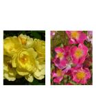Rambler-Rosen 2er Set - 112842400000 - 0 - 140px