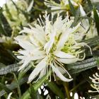 Alpenrose 'Star Style' TM weiß - 112921000000 - 0 - 140px