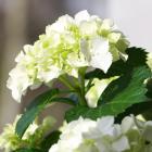 Bauernhortensie weiß C5 - 112921200000 - 0 - 140px