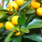 Zitrus Mix Stamm T15 40cm - 112922000000 - 0 - 140px