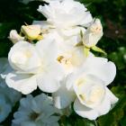 Der Dauerblüher - 112994700000 - 0 - 140px