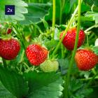 Erdbeere Elan 2er Set - 112997500000 - 1 - 140px