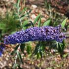 Summer Kids blau "Timmi" - 112997800000 - 0 - 140px