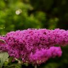 Summer Kids weinrot "Leni" - 112998000000 - 0 - 140px