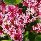 Zwerg Duftflieder - 112998200000 - 0 - 140px