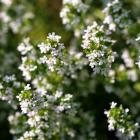 Thymian "Faustini" T18 - 112998300000 - 0 - 140px