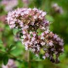 Oreganum vulg. T18 - 112998400000 - 0 - 140px