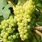 Weinrebe Polo - 113090700000 - 0 - 140px