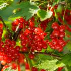 Johannisbeere rot - 113091100000 - 0 - 140px