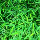 Bambus "Moontears" (S) - 113091500000 - 0 - 140px