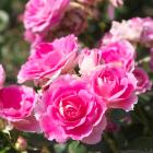 Lilly Rose Kleinstrauchrose - 113166900000 - 0 - 140px