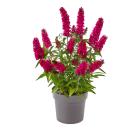 Summer Kids "Leni" - 113167100000 - 0 - 140px