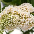 Summer Kids "Marie" - 113167200000 - 0 - 140px