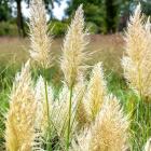 Pampasgras "Evita" - 113167400000 - 0 - 140px