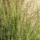 Rutenhirse - 113167600000 - 0 - 140px