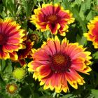 Kokardenblume - 113168100000 - 0 - 140px