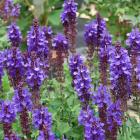 Blüten-Salbei "Blue Marvel" - 113168400000 - 0 - 140px