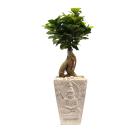 Ginseng Bonsai Betongefäß Asia - 113235400000 - 0 - 140px