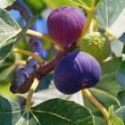 Feige Bornholm - 113236100000 - 0 - 140px