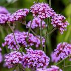 Lila Eisenkraut - 113237100000 - 0 - 140px