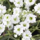 Schleierkraut weiss - 113237400000 - 0 - 140px