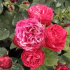 Beetrose rosa - 113238200000 - 0 - 140px