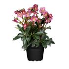 Christrose rot - 113539300000 - 0 - 140px