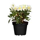 Christrose weiß - 113539400000 - 0 - 140px