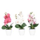 3er Set Orchideen-Arrangement 30cm - 113635900000 - 0 - 140px