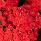 Kalanchoe rot - 113646500000 - 0 - 140px